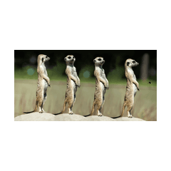 Suricate logo